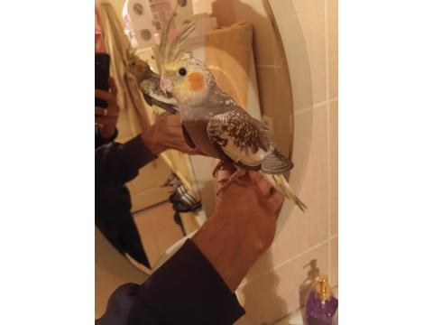 1.5 Aylık Cinsiyet Büyük İhtimalle Erkek Sultan Papağanı