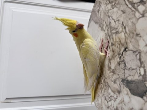 Sultan Papağanlar Sahiplendirilecektir