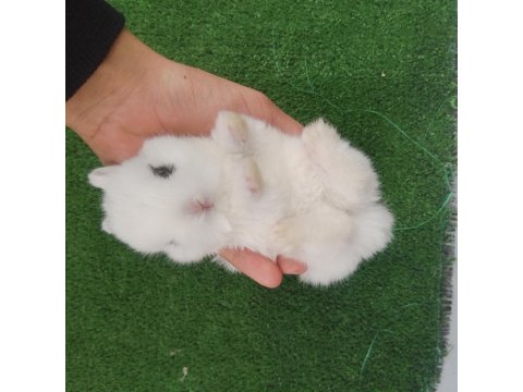 Orjinal Cüce Tavşan Yavruları