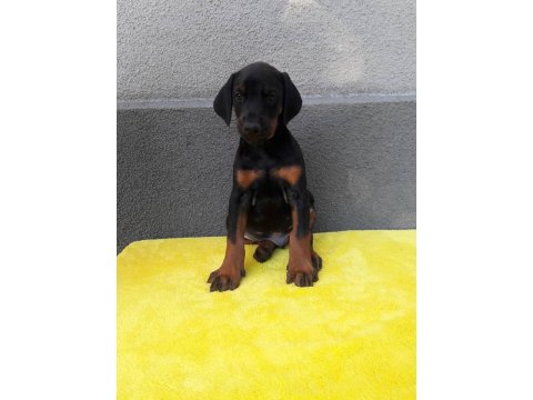 Üst Kalite Doberman Yavruları