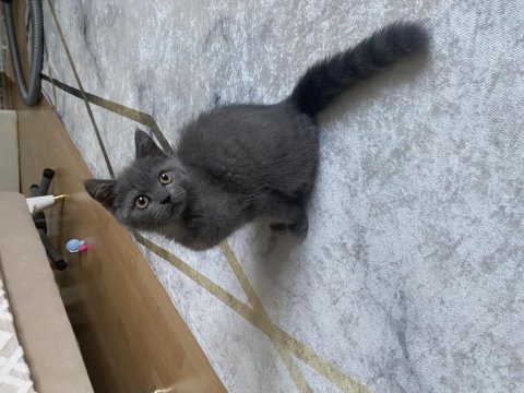 Yavru British Shorthair Kedisi