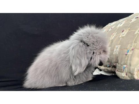 Hollanda Teddy Lop Tavşan Yavruları