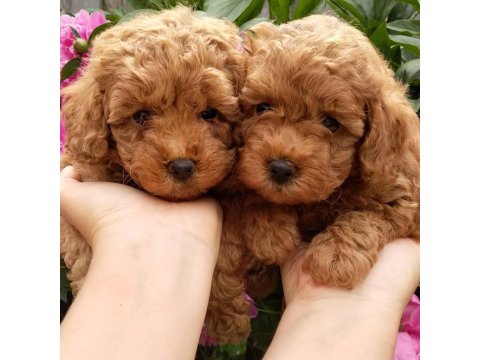 Toy Poodle Efsane Yavrular