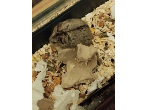 Gonzales Hamster Ücretsiz Sahiplendirme