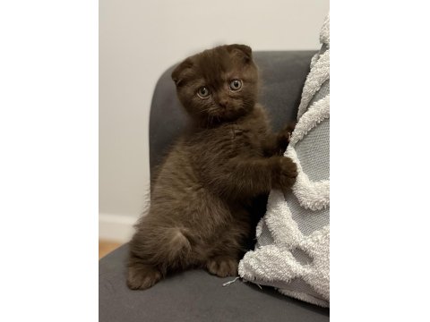 Çikolata Scottish Fold Özel Bebek