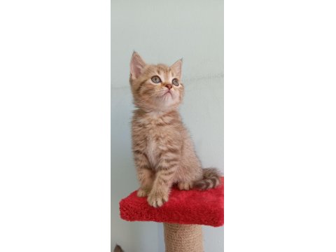 Golden Tabby Dişi British