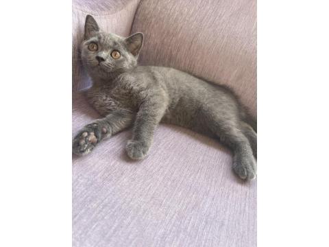 3 Aylık Dişi British Shorthair Kedisi