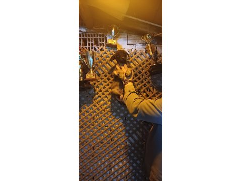 Sağlam Kan Hattı İri Belçika Kurdu Oğlanlar