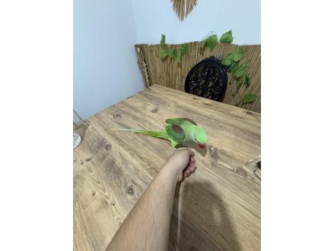 Full Evcil İskender Papağanı Isırmaz Ele Kola Gelir Konulmaya Başladı