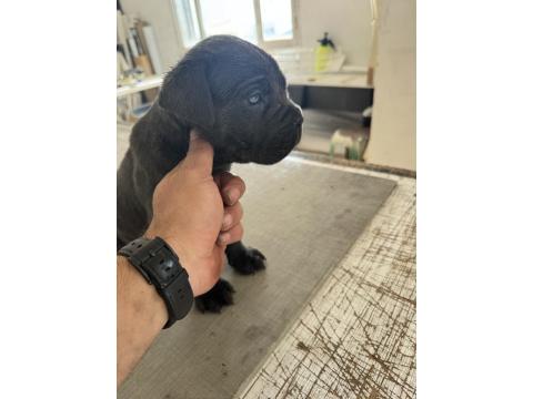 Blue Cane Corso Yavruları