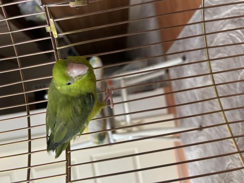 İlgi Delisi Erkek Forpus