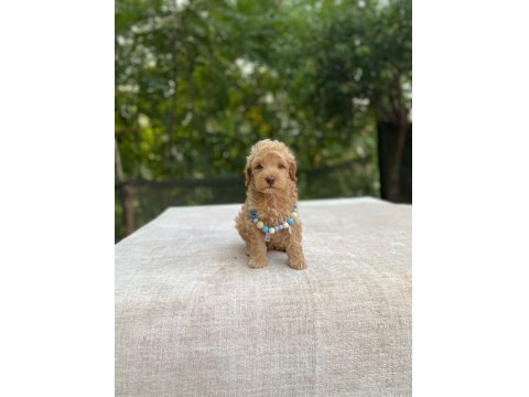Teacup Maltipoo Bebek Köpekler