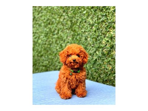 Toy Poodle Cinsi Güzel Yavrularım
