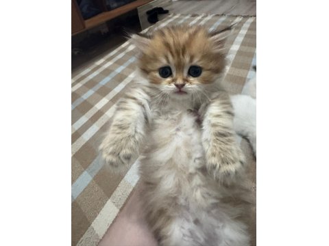 1 Aylık Bebik Kedimize Yuva Arıyoruz