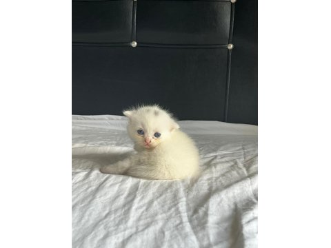 20 Günlük Scottish Ve British Yavrularımız