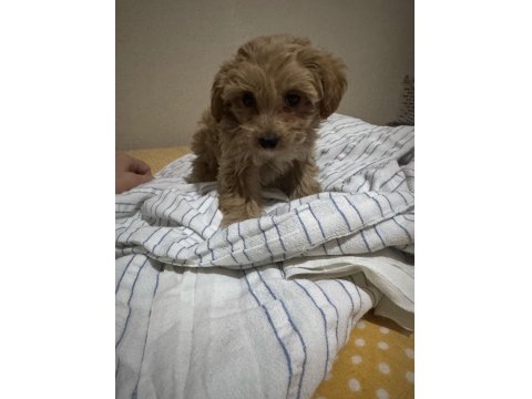 Sevimli Maltipoo Minik Köpekler