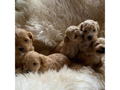 Ruhsatlı İşletmeden Garantili Maltipoo Bebekler