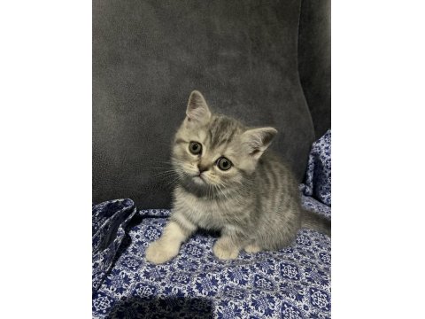 Dünya Güzeli British Shorthair Kediler