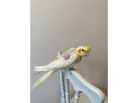 Sultan Papağanı Sahiplendirilecektir