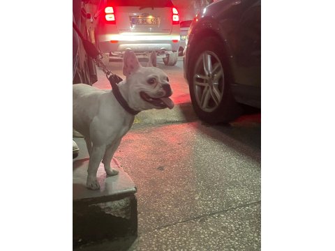 French Bulldog Kızımız Sevgi Dolu Ailesini Arıyor