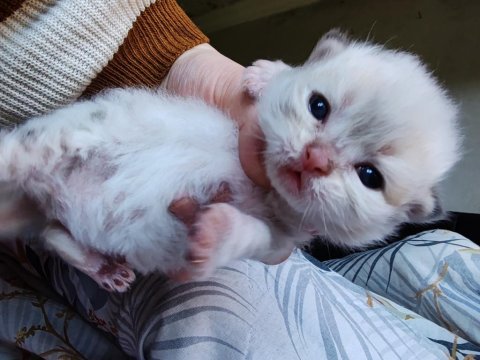 Scottish Fold Rezerveye Açık Yavru