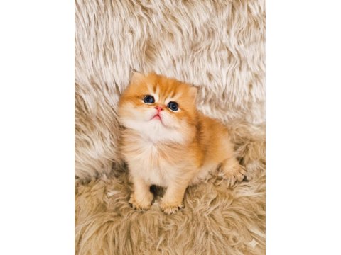 British Yavru Kedilerimiz