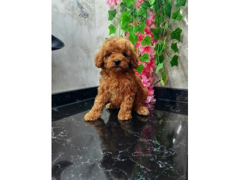 Red Brown Toy Poodle