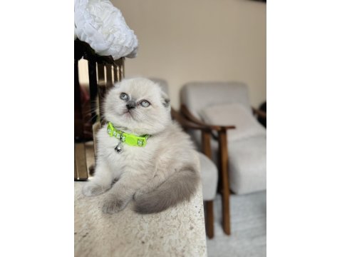 Scottish Fold Bluepoint