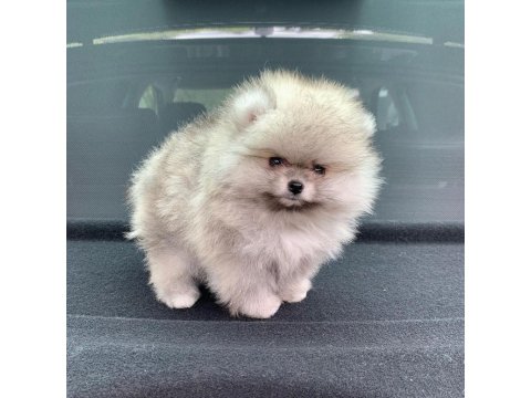 Pomeranian Boo Sevimli Yavrular