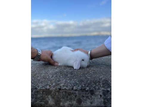 Safkan Yavru Tavşanlar Hollanda Mini Cüce