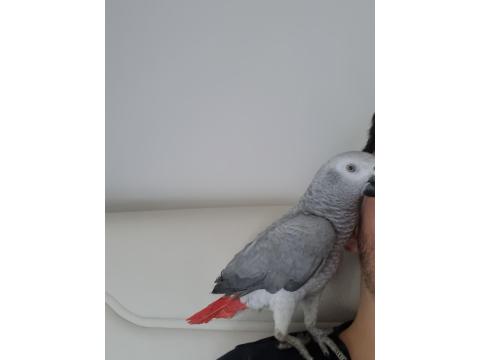 Full Evcil Yavru Jako Papağanı