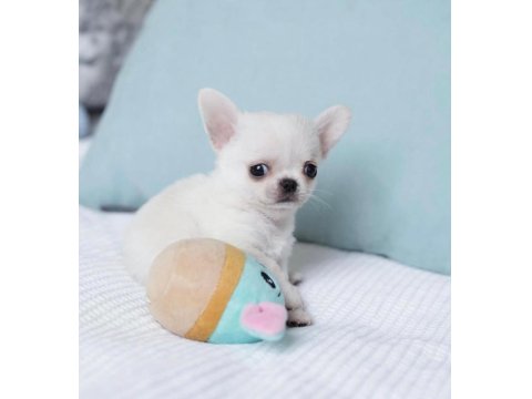Mini Teacup Irkının En Ufak Chihuahua Bebekleri