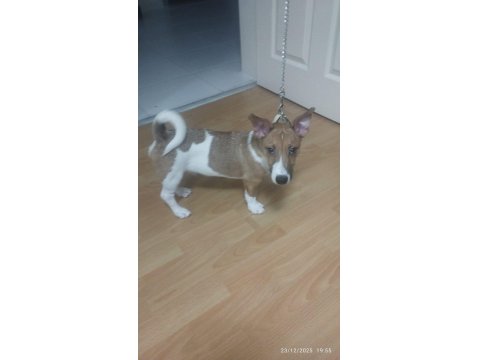 5 Aylık Sorunları Bitmiş, Aşılı, Tuvalet Eğitimli Jack Russell