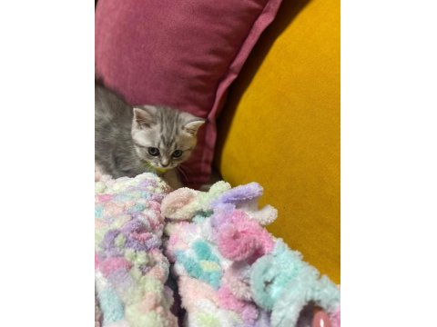 2 Aylık Sütten Kesilmiş Yavru Kedimiz