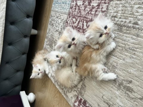 2 Aylık Erkek-Dişi İran Kediler
