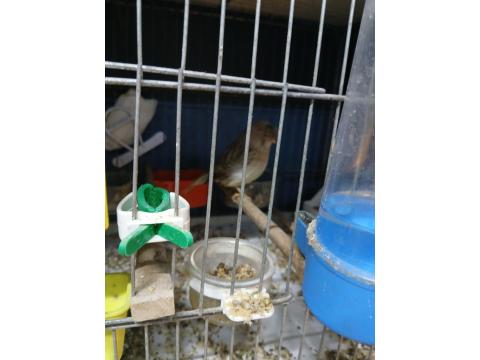 Üst Düzey Gloster Kanaryalar