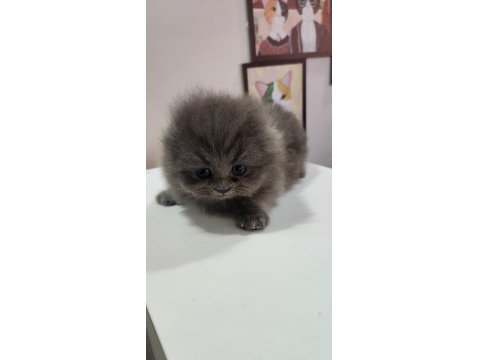 Scottish Fold Erkek Yavru