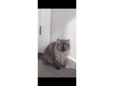 İnanılmaz Bir Maine Coon