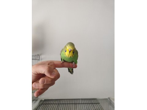 Yeni Yeme Düşen Show Jumbo Bilezikli Muhabbet Kuşları