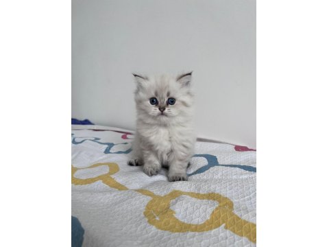 Scottish Straight Yavrularım