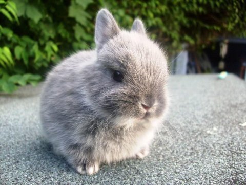 Netherland Dwarf Tavşanlar