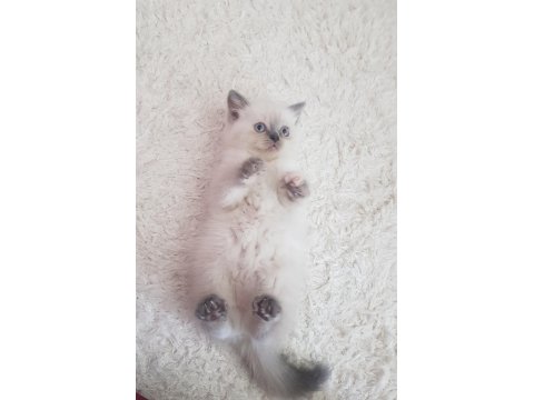 British Shorthair Sağlıklı Eğitimli Yavrular Yeni Yuvasını Arıyor