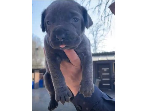 Yavru Cane Corso Almak İsteyenler İletişime Geçsin