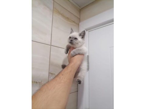 British Shorthair Ve Longhair Bebekler