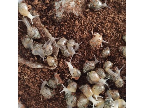 Dev Afrika Salyangozu (Kargo İmkanı)