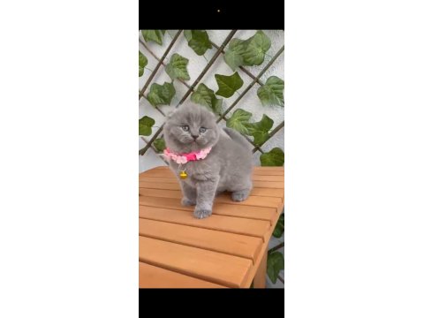 2.5 Aylık Dişi Scottish Fold Ayıcık Suratlı