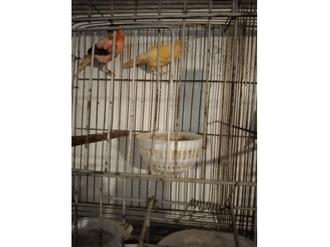 Her Tür Kanarya Vardır