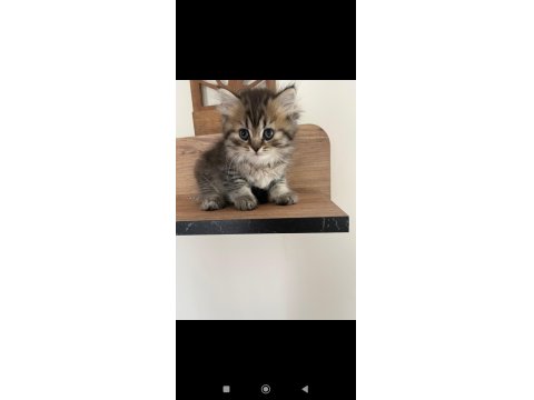 Orjinal Irkta Nadir Bulunan Bir Cins British Longhair