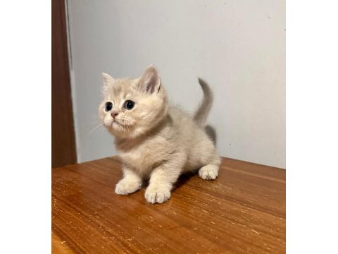 Blue Golden British Shorthair Çok Hareketli Ve İnsan Canlısı