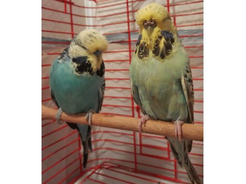 Şov Jumbo Muhabbet Kuşu